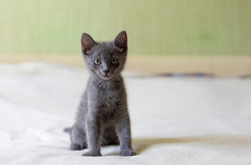 Fototapeta na wymiar Gray smooth-haired beautiful cat. Breed Russian blue cat. Little kitty