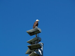 eagle on a roof