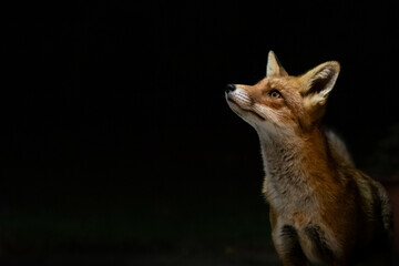 An urban fox at night.