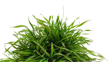 Bunch of green grass.