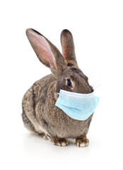 Rabbit in medical mask.