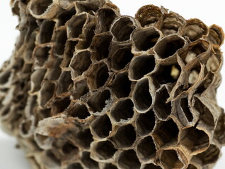 Macro images of a dead wasp nest.