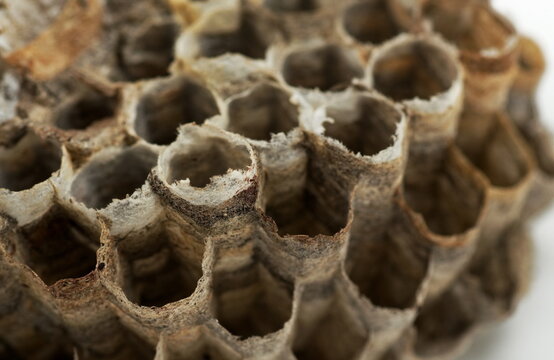 Macro images of a dead wasp nest.