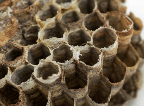Macro images of a dead wasp nest.