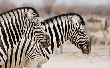 Fototapeta na wymiar Portrait of two zebras in profile. Etosha. Namibia