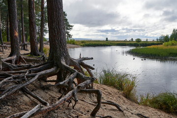 Fototapeta na wymiar Russia. Medvezhyegorsk. Vichka park. Bare tree roots on the banks of the Vichka River