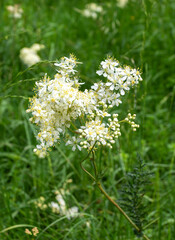 summer-spring mood, natural mountain park, flowering plants in the bosom of nature on a sunny day.