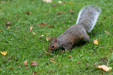A Grey squirrel looking for food.