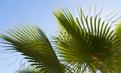 Palm tree leaf is under bright sky on a sunny day