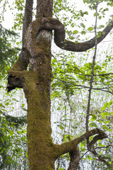 An old tree with winding branches, abstract vertical photo