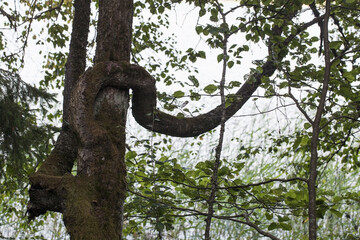 An old tree with winding branches, abstract natural photo