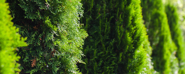 Thuja shrubs growing in a row, panoramic photo background