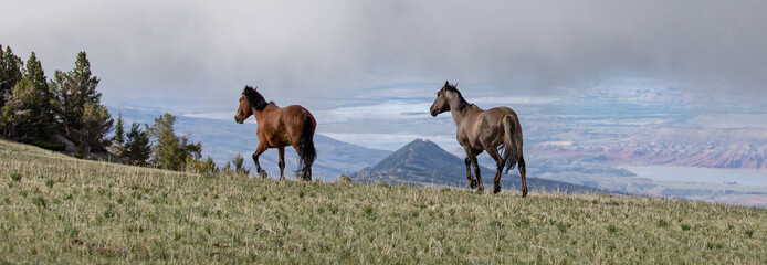 Dun and Grulla wild horses running on Sykes ridge above the Bighorn Canyon in Wyoming in the...