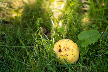 yellow quince in green grass. beautiful autumn background. fallen ripe fruits in autumn.