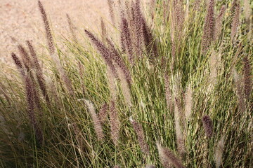 Closeup of dense and robust clumping Fountain grass growing in Arizona residential suburban roadside