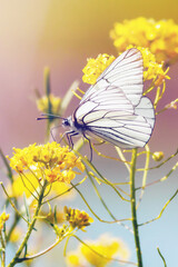 close-up of beautiful white butterfly sitting on yellow flower collecting pollen, selective focus