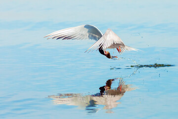 tern flying after leaving the water with caught fish in its paws