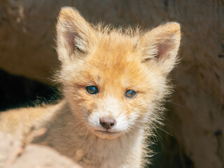 close-up of the cute muzzle of small fluffy fox looking out of hole