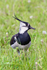 beautiful lapwing bird on sunny day in green grass on the meadow, close-up
