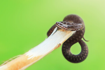close-up of black venomous snake viper crawling on tree branch on green background, selective focus point