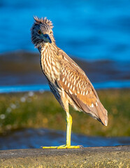 Night Heron Perched