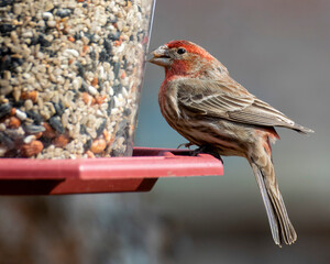Purple finch Perched at a birdfeeder.