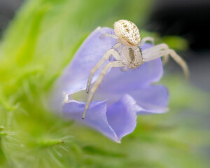 White Crab Spider