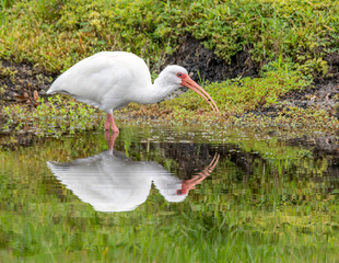 Ibis wetland bird