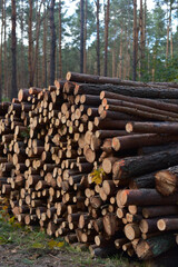 A lot of firewood lies in a heap in the forest