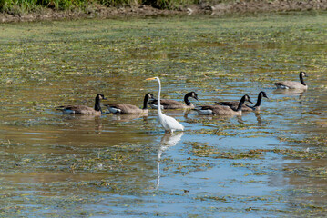 A Great Egret And Canada Geese Gather On The Local Pond