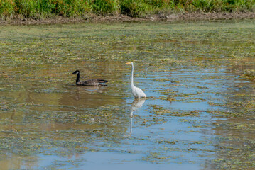 A Great Egret And Canada Geese Gather On The Local Pond