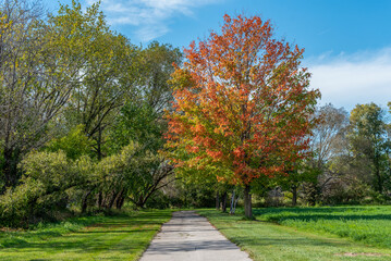Naklejka premium Red Maple Tree Along The Trail In Fall