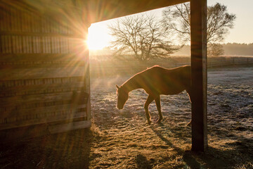 A horse walking into a shed during the sunrise.