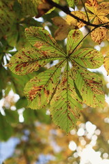 Beautiful autumn chestnut leaves on a branch, chestnut tree in october, close-up.