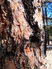 Ponderosa Pine bark in detail