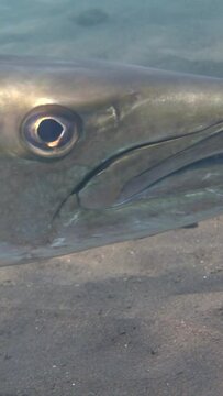 Great barracuda (Sphyraena barracuda) hovering, from side, head close up