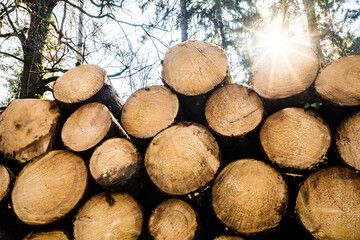 Steigende Holzpreise, Rohstoffpreise steigend, Brennholz, Nutzholz, Holzlager, Brennholzlager,  Holzstämme im Wald