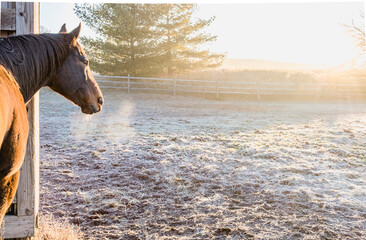A horse's head and steamy breath poking out of a shed in the morning on a cold, frosty day