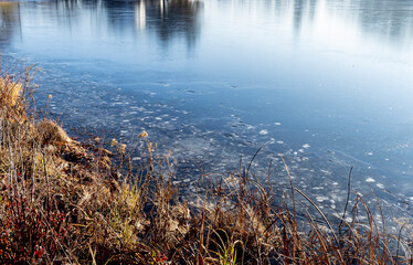 The shoreline of a frozen lake with native plants and trees reflecting in the ice.