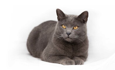 Portait of resting Chartreux cat isolated on white background