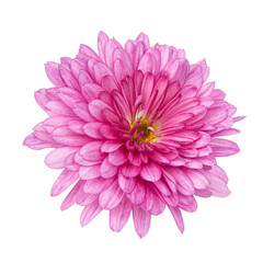 Beautiful pretty chrysanthemum flower daisy isolated on the white background