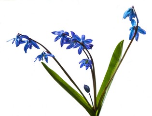 Ladoon ladona or ladock flower isolated on white