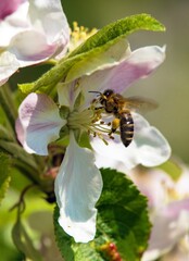 bee honeybee Apis Mellifera on apple tree flower