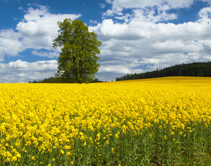 Obraz premium Field of rapeseed canola colza Brassica Napus