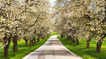 road and alley of flowering cherry trees Prunus cerasus