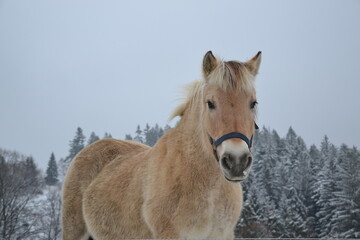 Fototapeta premium horse in winter