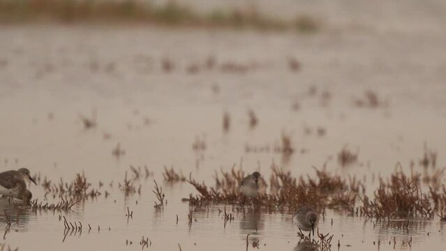 Dunlins (Calidris alpina) foraging in a salt marsh