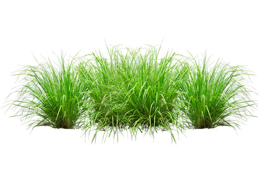 green grass isolated on transparent