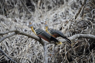 Hoatzin (Opisthocomus hoazin), also known as the reptile bird, skunk bird, stinkbird, or Canje pheasant. Opisthocomidae family. 