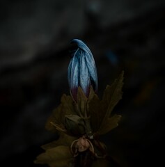 Closeup shot of a flower that hasn't bloomed yet found in nature